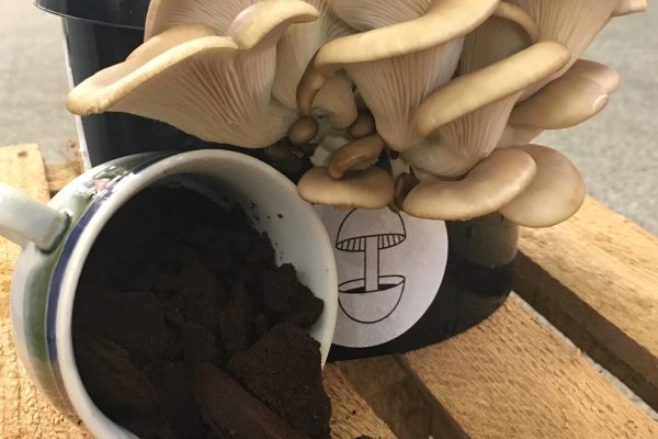 Mushrooms and coffee grounds!